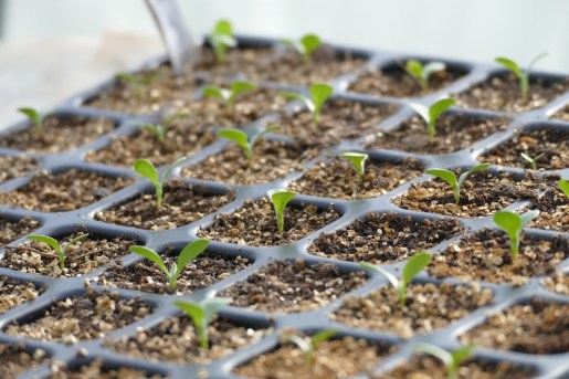 P1060577-semis mars- copie