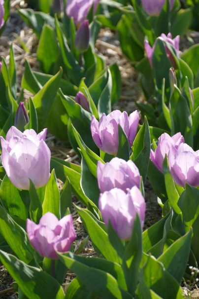 P1060582-tulipes lilas